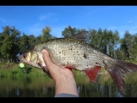 Видео: Лучшие воблеры для ловли голавля и язя. ТОП сезон 2017 (часть 3)