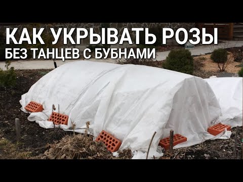 Видео: Как укрывать розы без танцев с бубнами