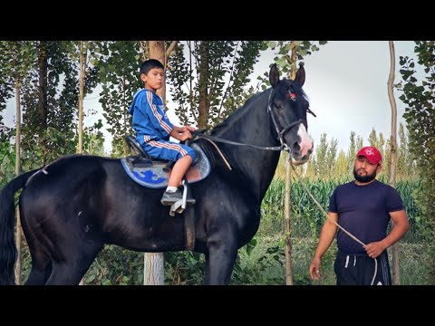 Видео: OT SOTILADI.. #otbozor #horse #конноеранчо #stallion #qashqirlarmakonipistirma #otlar #rek
