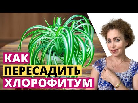 Видео: Пересадка Хлорофитума