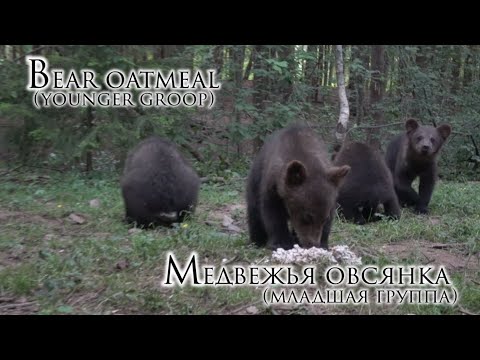 Видео: Медвежья овсянка (младшая группа)/Bear oatmeal (younger group)