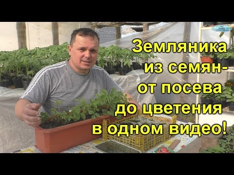 Видео: Земляника из семян- от посева до цветения!