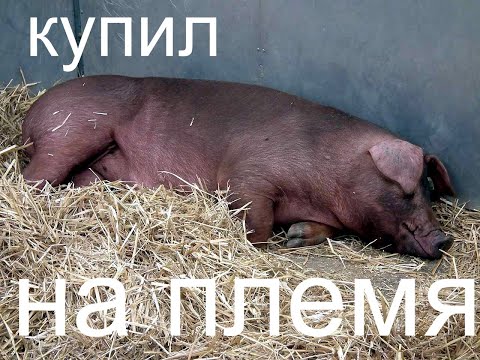Видео: ХРЯЧЕК ПО КЛИЧКЕ ЖОРИК!