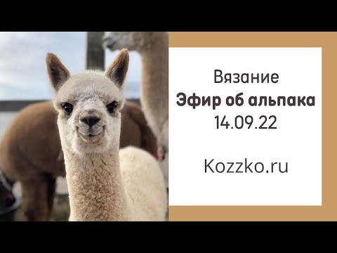 Видео: Говорим об альпака. Эфир 14.09.2022