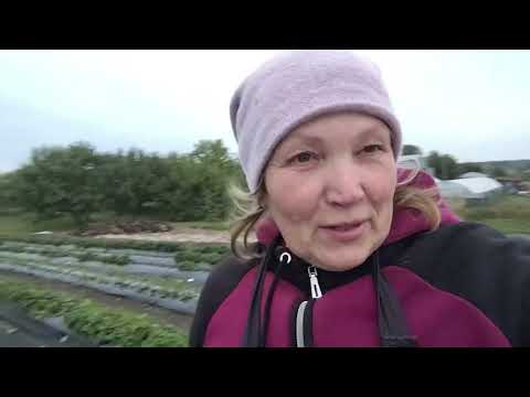 Видео: Прогулянка по  плантаціях полуниці