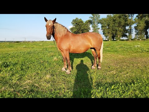 Видео: ЛОШАДИ🐎САН САНЫЧ КУПИЛ НОВУЮ💪🔥 КОБЫЛУ🐎💥