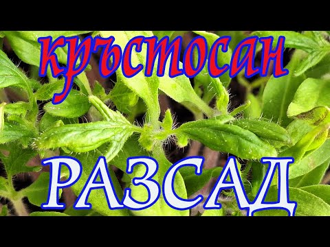 Видео: 9. Рассада – пикировка помидоров