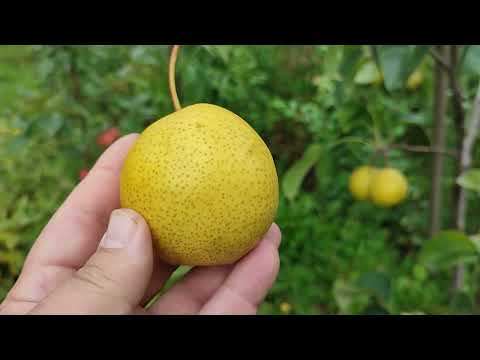 Видео: Груша азиатская сорт Олимпик (pears Olimpic) и груша сорт Аббат Фетель (pears Abate Fetel). Обзор