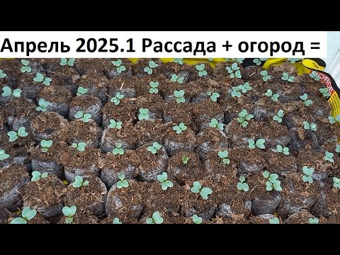 Видео: Апрель 2025. серия №1.Рассада + огород =