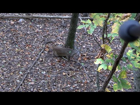 Видео: Выстрел с 10 ярдов по лежащему оленю