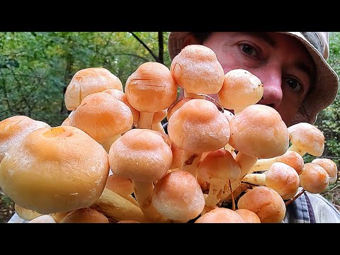 Видео: САМЫЙ ОПАСНЫЙ ОПЁНОК - БЕРЕГИСЬ ЕГО! Ядовитый гриб Опёнок Серно-жёлтый.
