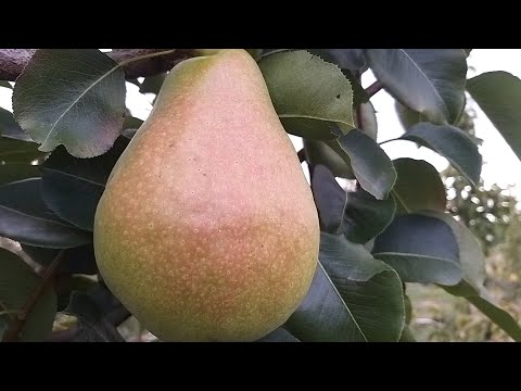 Видео: Груша Кюрé (Cure, або Curé, іноді ще називають “Пасторка”)
