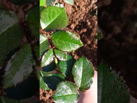 Видео: Черенкую розу под зиму, мой опыт!