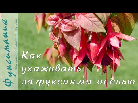 Видео: Как ухаживать за фуксиями осенью