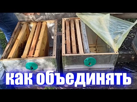 Видео: Как объединять пчелиные семьи осенью что бы не подрались