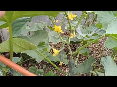 Видео: И снова о соломе на огурцах и не только...