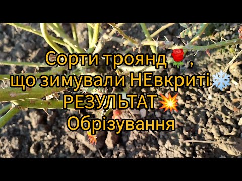 Видео: Як перезимували НЕвкриті конкретні сорти троянд🌹ОБРІЗУВАННЯ