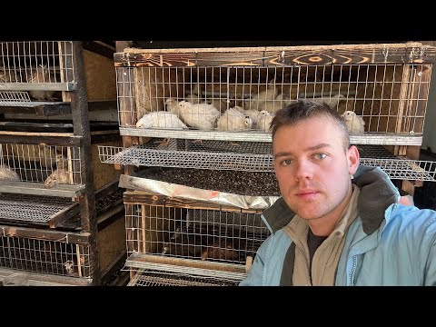 Видео: Жизнь На ХУТОРЕ День 400, На Чем Буду Зарабатывать? Кролики в Яме и Остальное Хозяйство