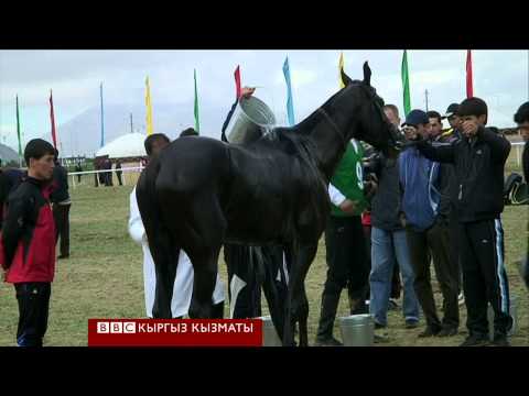 Видео: "Сапар": Түркмөн Ахал-Теке тулпары - BBC Kyrgyz