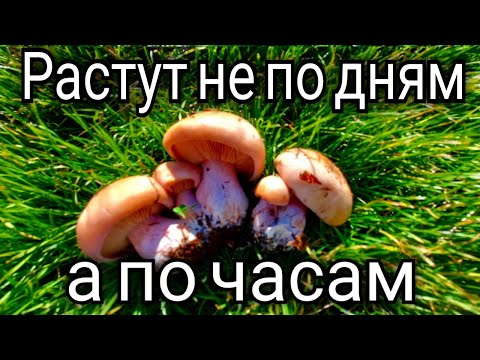 Видео: За грибами каждый день. Грибы синеножки