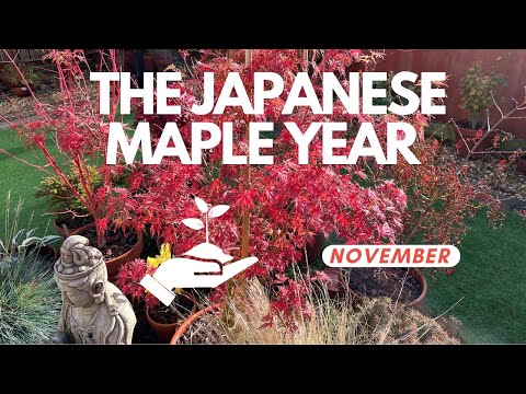 Видео: Контрольный список для зимнего садоводства с японским клёном: ноябрь