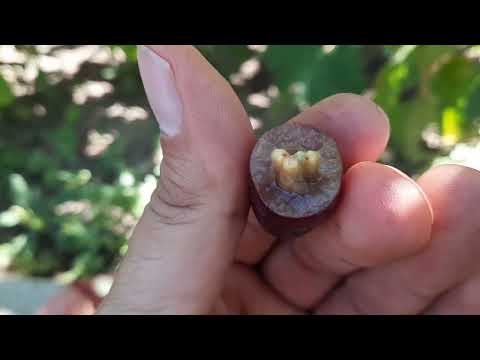 Видео: Обзор поздних сортов винограда. Вотсап 89283739860