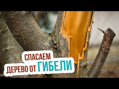 Видео: Как защитить деревья зимой от подмерзания ожогов и грызунов? Лечение морозобоин на деревьях