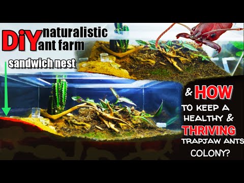 Видео: Как содержать ЛОВУШЕКЛЮВЫХ МУРАВЬЕВ в качестве домашних животных | D-colony