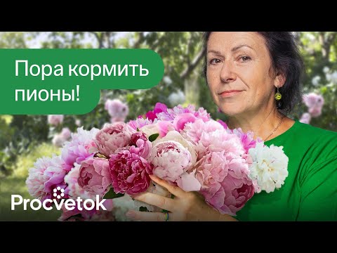 Видео: ГОТОВИМ ПИОНЫ К ФАНТАСТИЧЕСКОМУ ЦВЕТЕНИЮ! Обязательно подкормите и обработайте так пионы весной