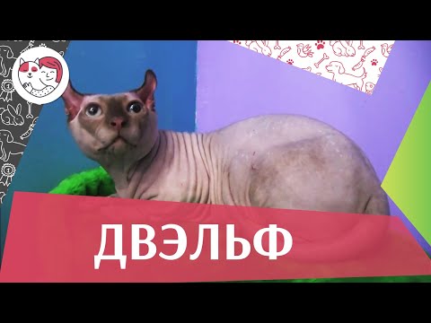 Видео: Двэльф на  ilikepet