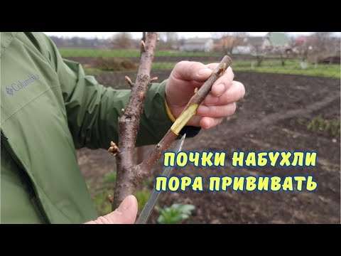 Видео: Прививка крупной черешни вращеп.