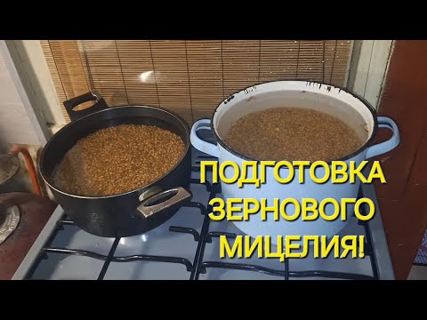 Видео: КАК СДЕЛАТЬ ЗЕРНОВОЙ МИЦЕЛИЙ ВЕШЕНКИ!?