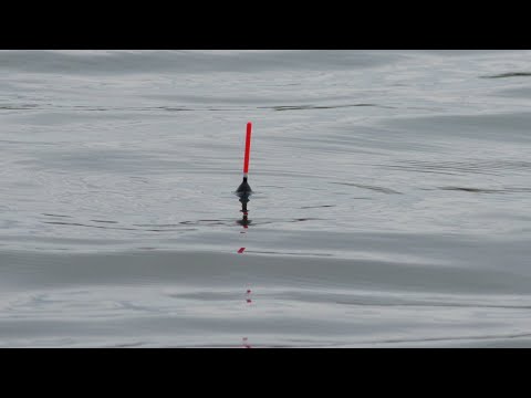 Видео: Закормил место пшеном и пошла жара. Рыбалка 2025