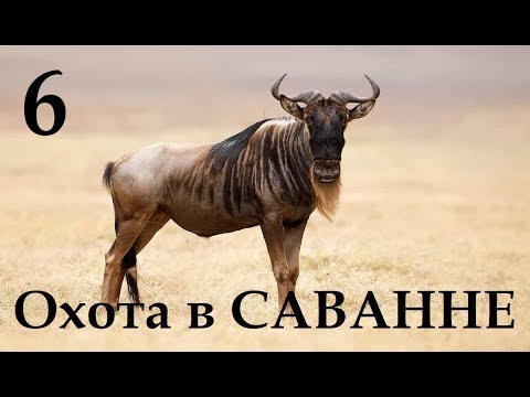 Видео: TheHunter Call of the Wild На ОХОТУ.  ОХОТИМСЯ В САВАННЕ # 6