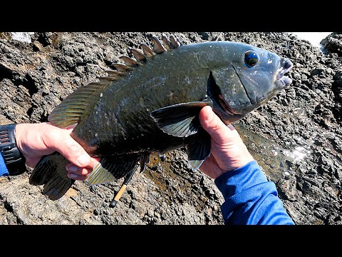 Видео: Каменная рыбалка с наживкой — Big Drummer and Groper