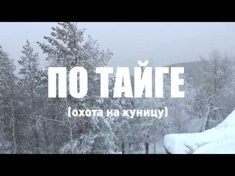 Видео: По тайге  Охота на куницу