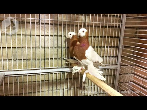 Видео: Лет и игра молодых капкан чинны