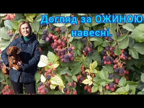 Видео: Догляд за ОЖИНОЮ НАВЕСНІ🫐для Рясного Врожаю Великих Ягід#ожина#доглязаожиноюнавесні#формуванняожини