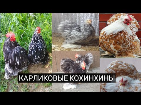 Видео: Карликовые кохинхины