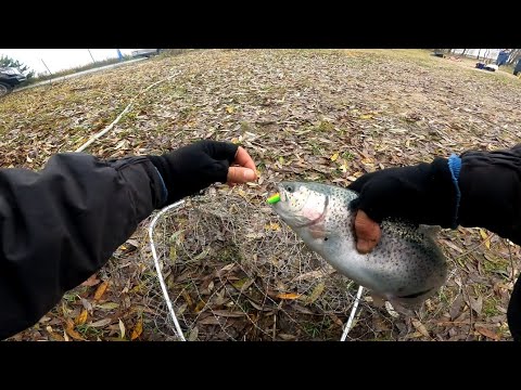Видео: Ловля Форели. РК Чайка. Спорт Зона. #NEKFISH 