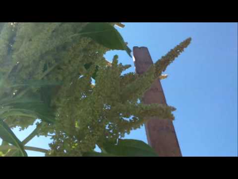 Видео: Амарант: выращивание и уход на приусадебном участке_3