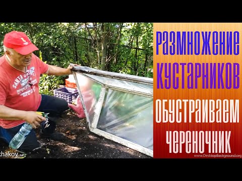 Видео: Размножение кустарников. Обустраиваем череночник.