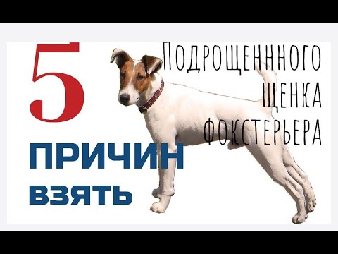 Видео: 5 ПРИЧИН КУПИТЬ ПОДРОЩЕННОГО ЩЕНКА ФОКСТЕРЬЕРА/ФОКСБЛОГ