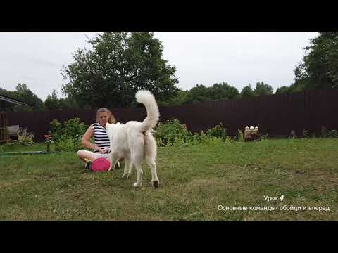 Видео: Урок 4 Основные команды в дог-фрисби: обойди и вперёд