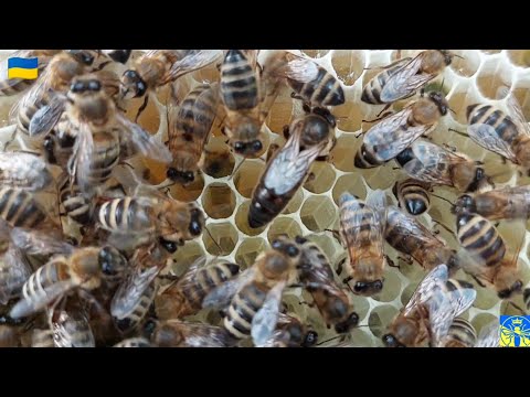 Видео: Лінійні бджоломатки Ф-0 та облітник "Сивуля" (26.07.23) 👍💪🐝