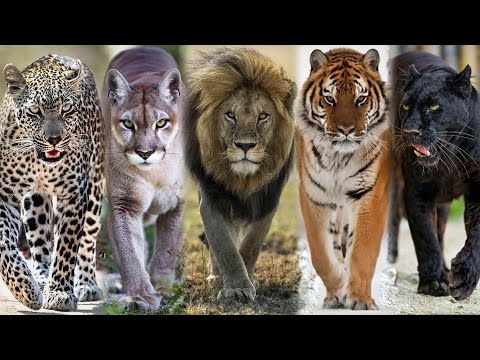 Видео: Как Развлекаются Большие Кошки