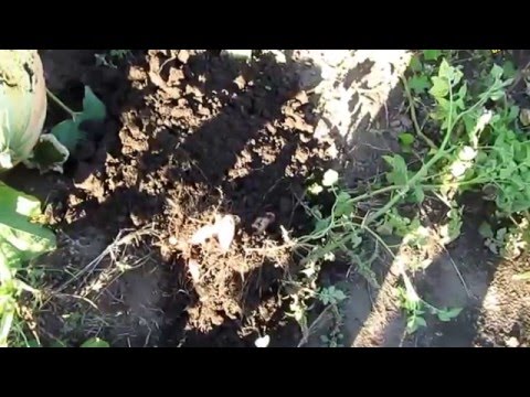 Видео: Семья Бровченко. Сбор картошки и уборка урожая (часть 2) (09.15г.)