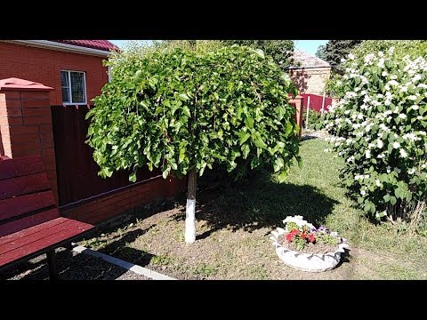 Видео: Шелковица плакучая. Возраст 6 лет.