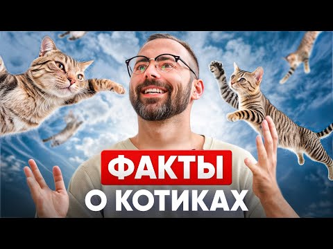 Видео: 12 кошачьих фактов, о которых вы и не догадывались!