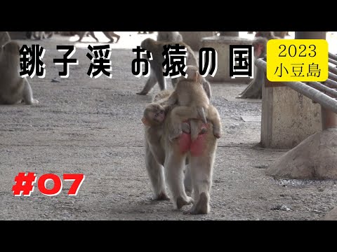 Видео: [#07] Страна обезьян в долине Чоши, июль 2023 г., часть 2